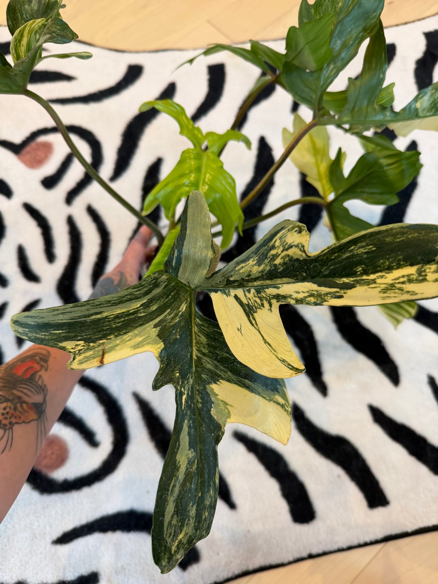 Philodendron Florida Beauty Variegated Large #2