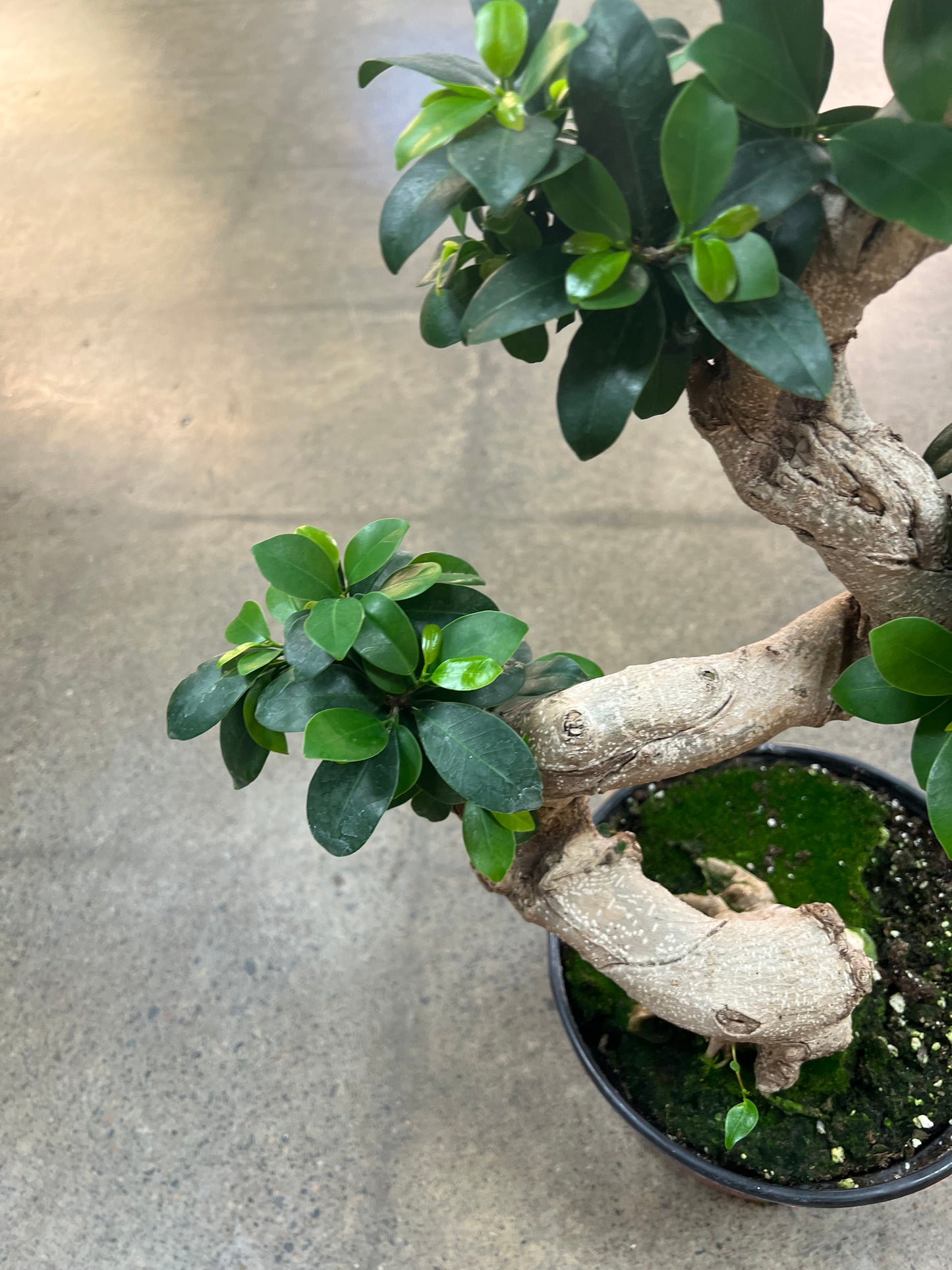 Bonsai Ficus Retusa