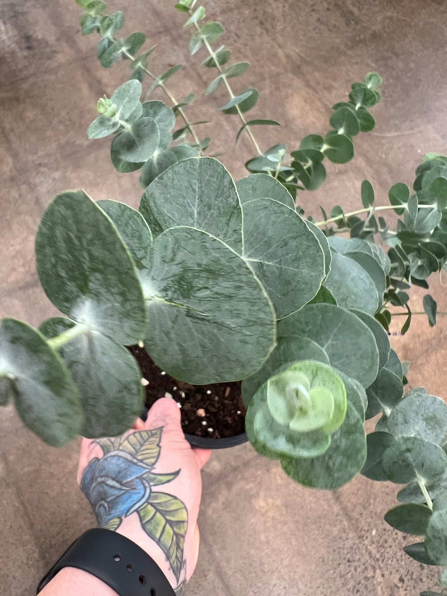 Eucalyptus