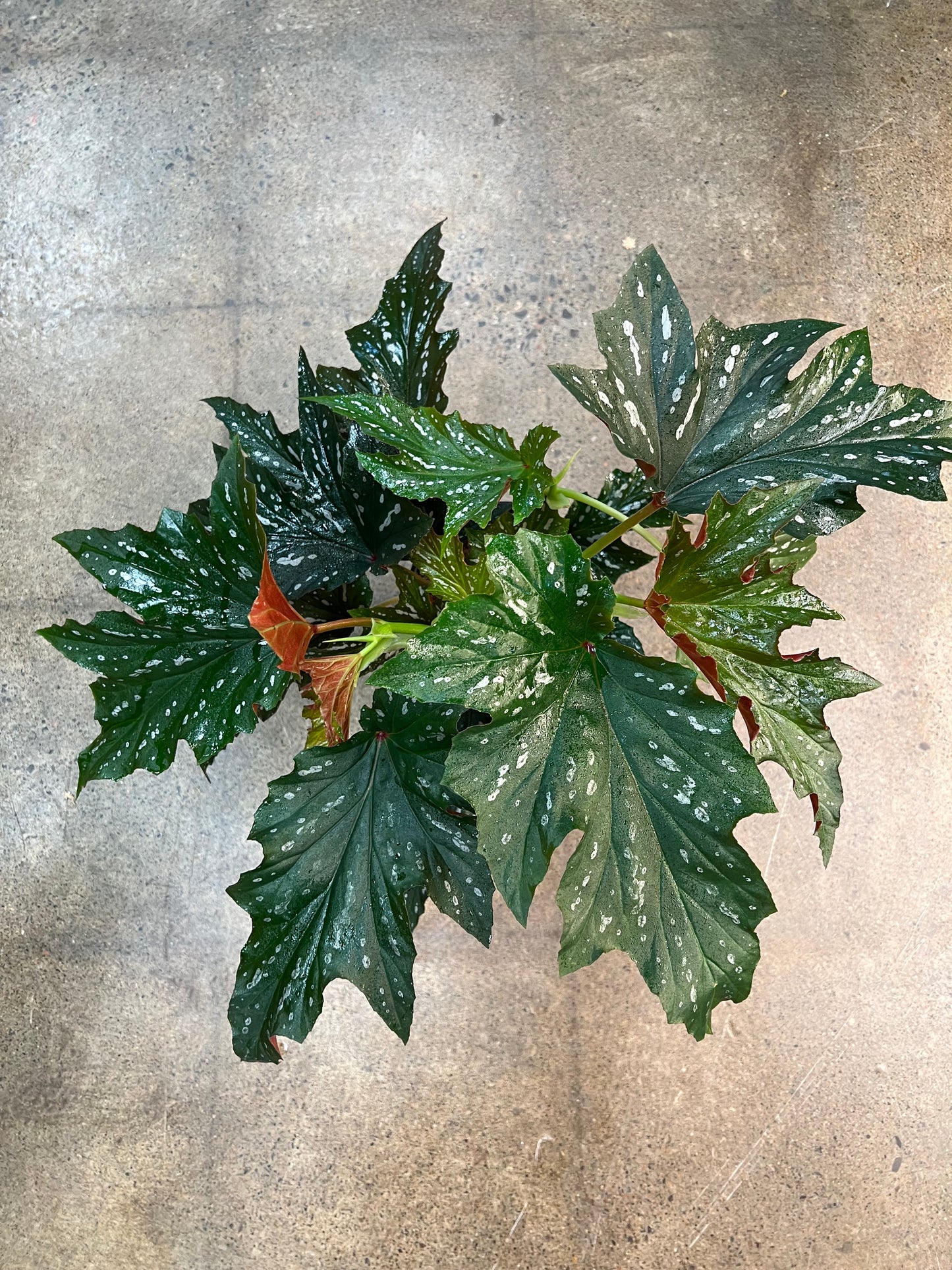 Begonia Lana