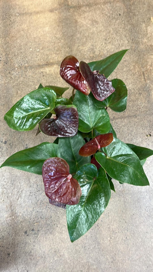Anthurium Delicata