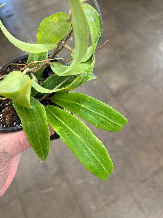 Hoya Blashernaezii SSP Valmayoriana