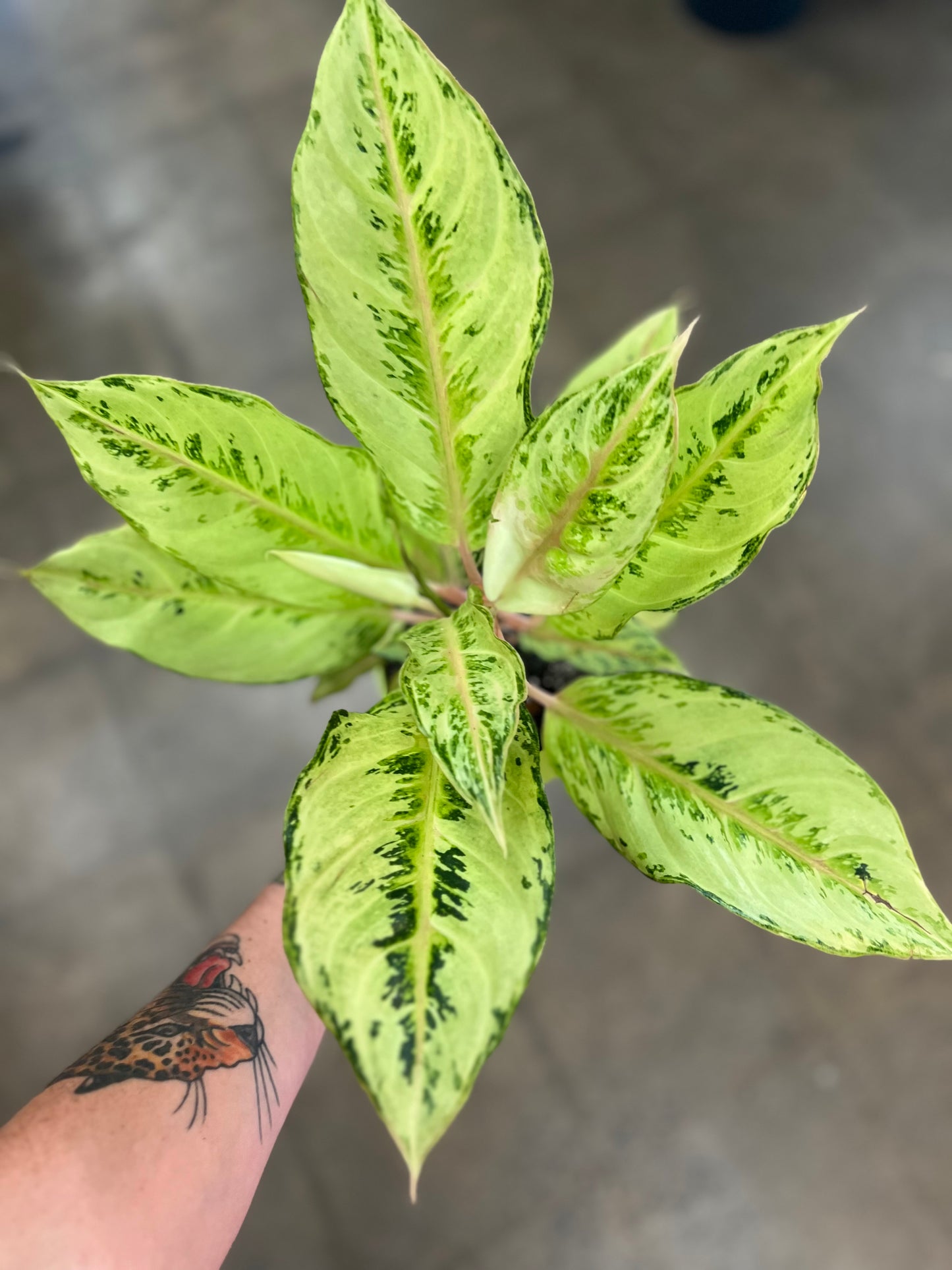 Aglaonema Lucky