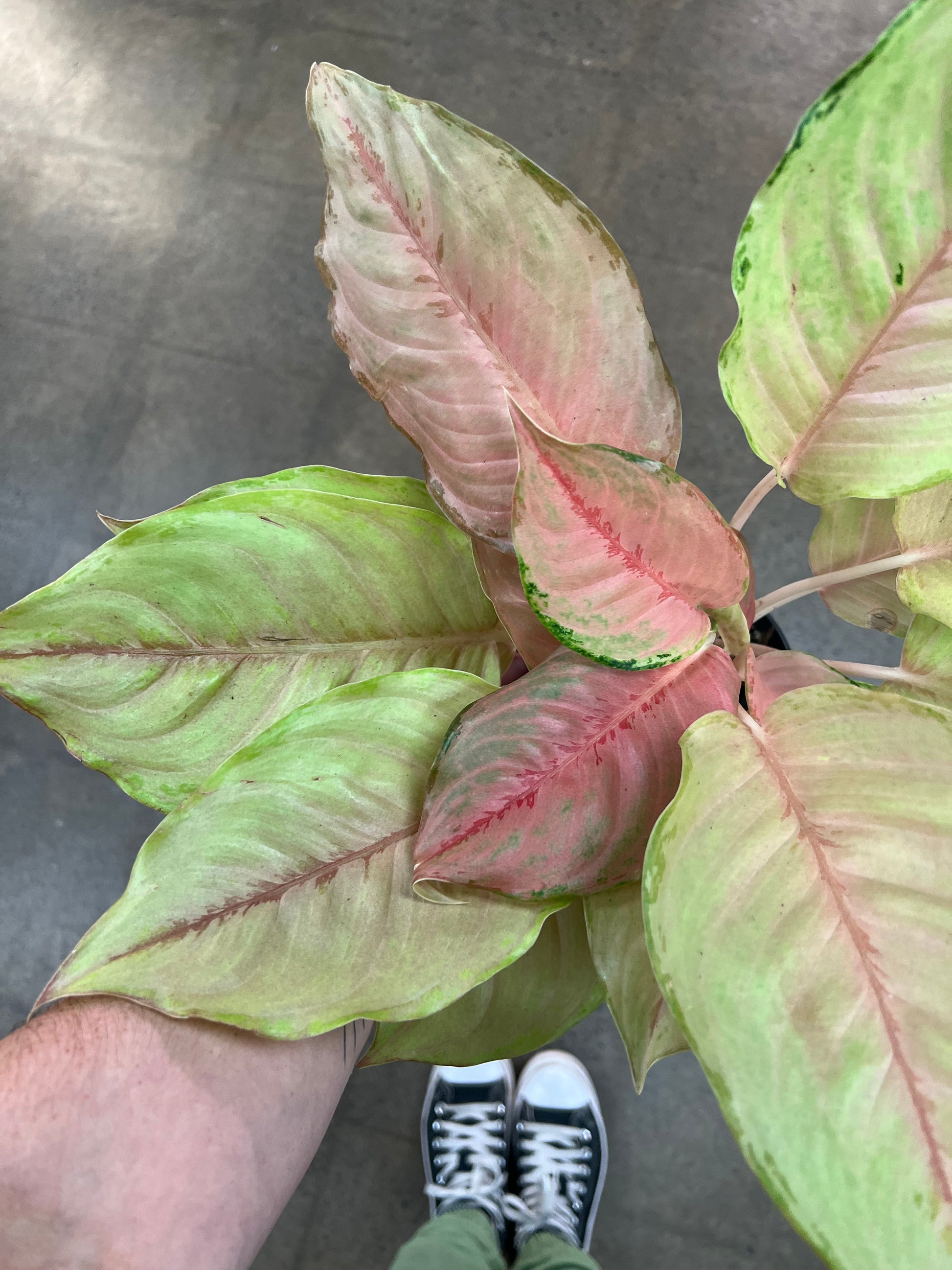aglaonema planta intunericului Aglaonema Unicorn – jungleroseinc