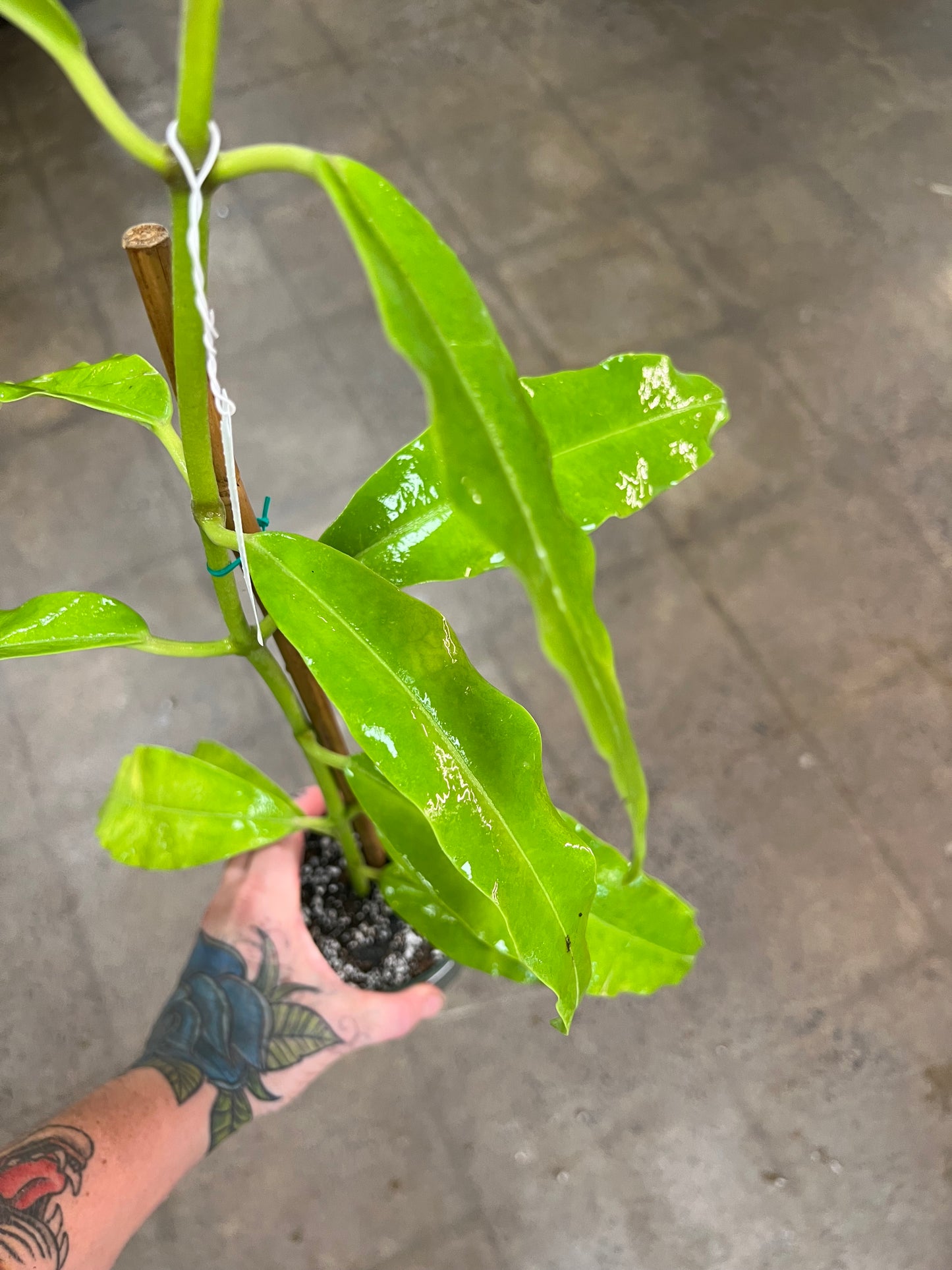 Hoya Imperialis Red Flower