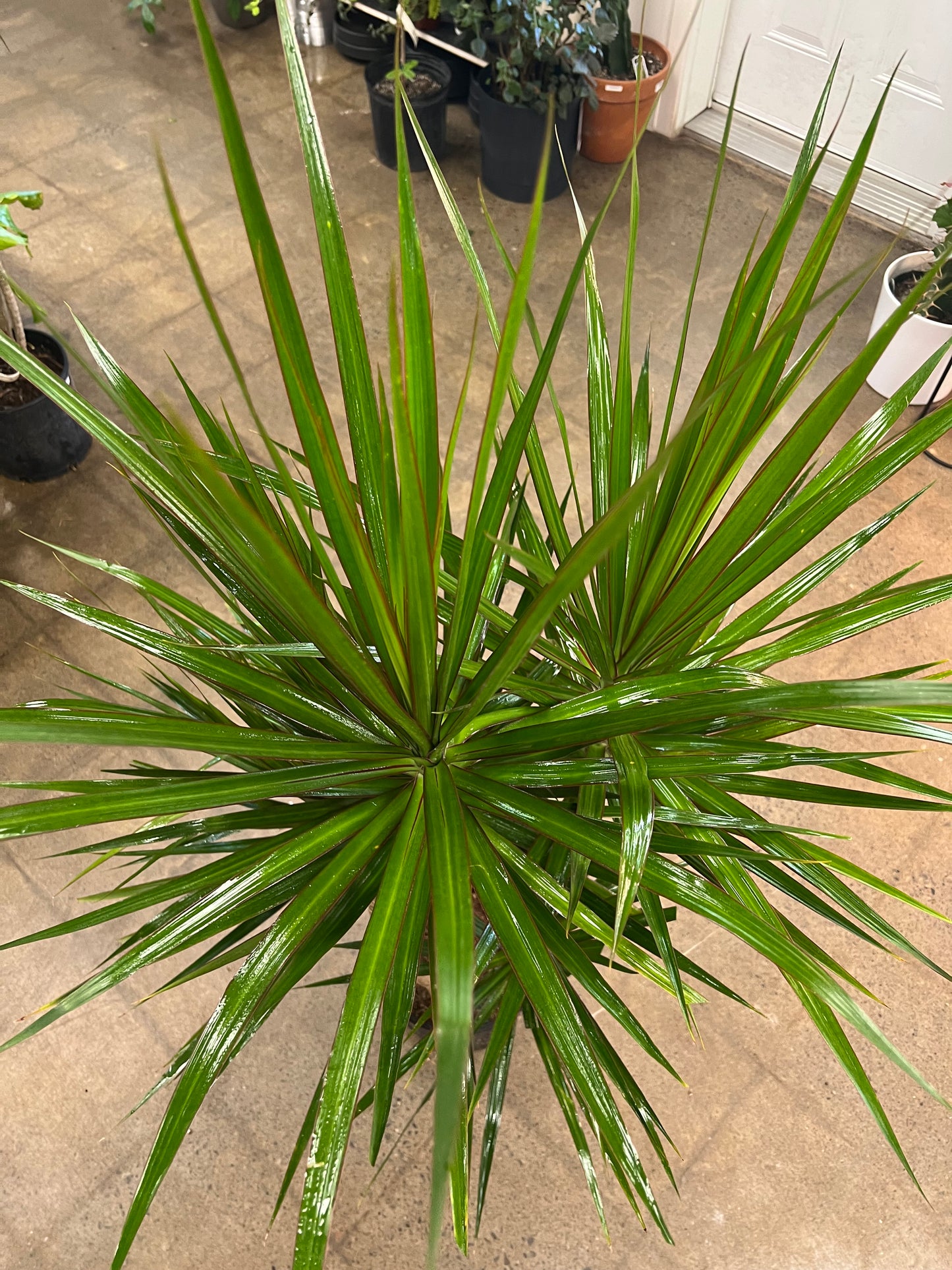 Dracaena Marginata Staggered