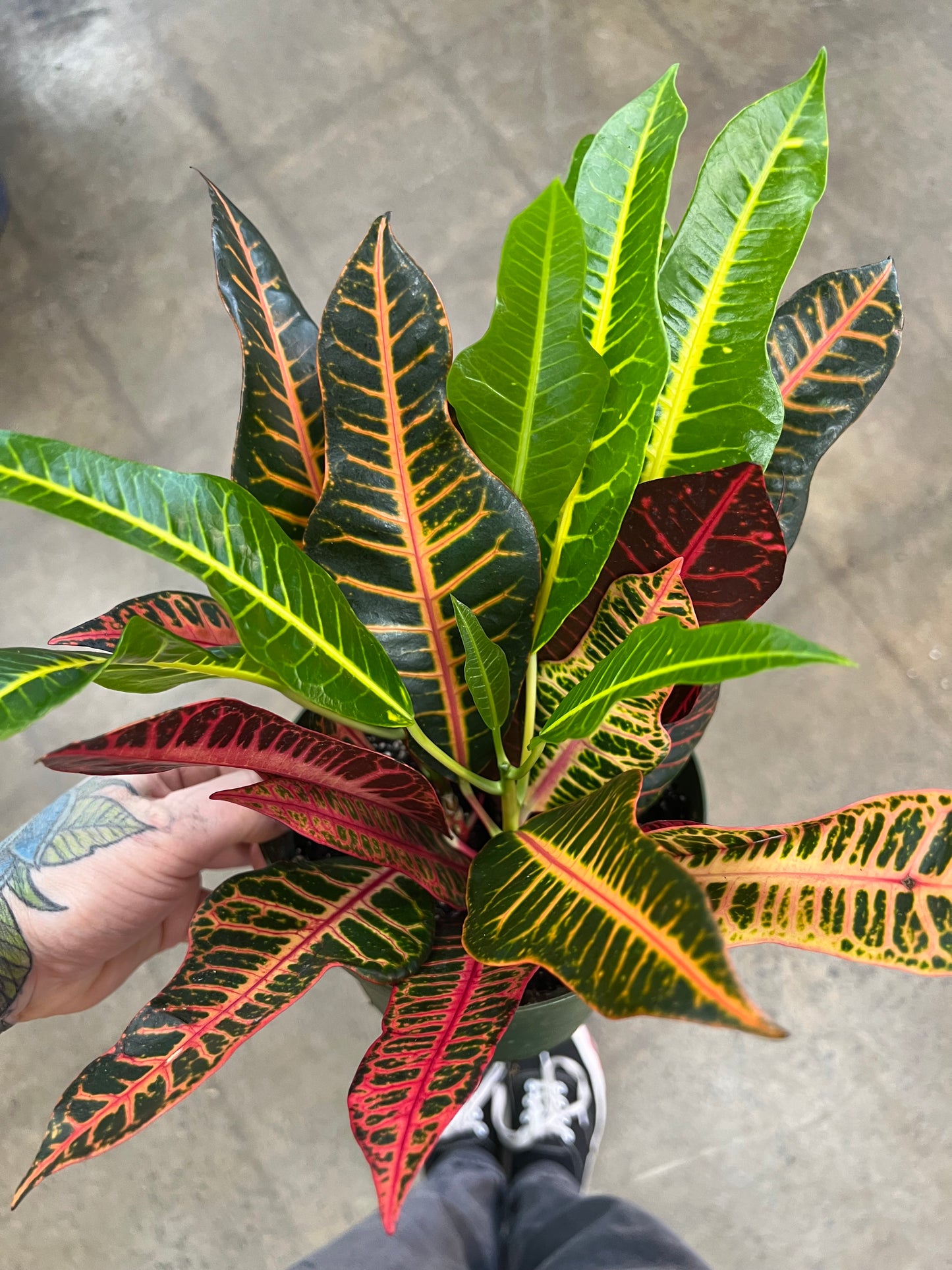 Croton Nervia