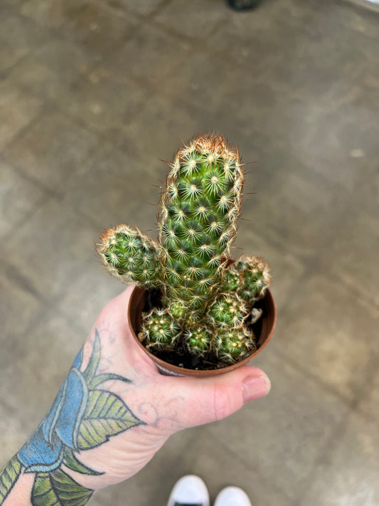 Cactus Classique