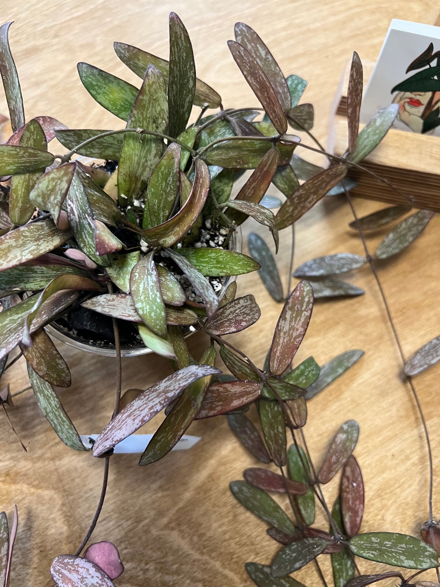Hoya Sigillatis