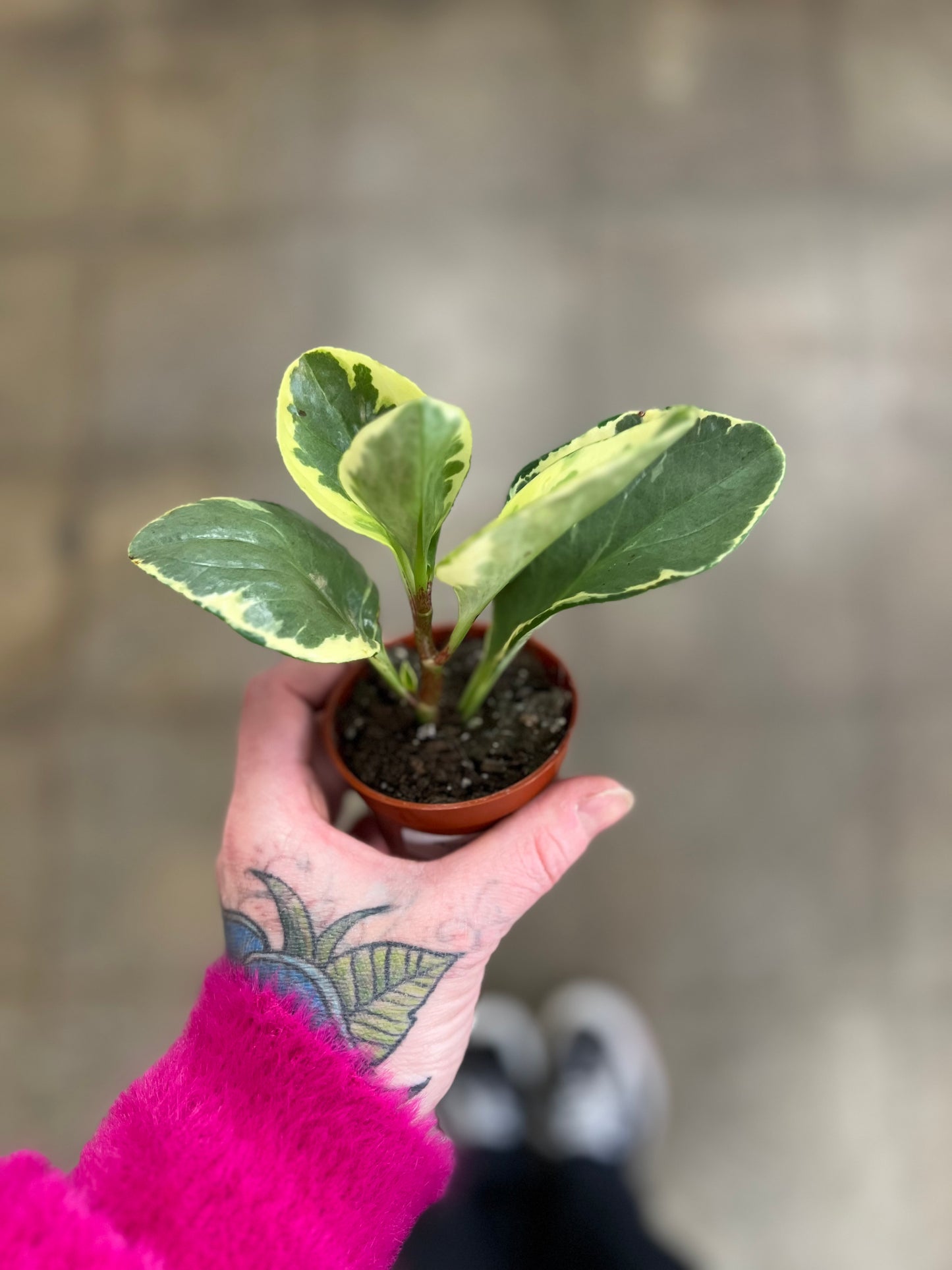 Peperomia Marble