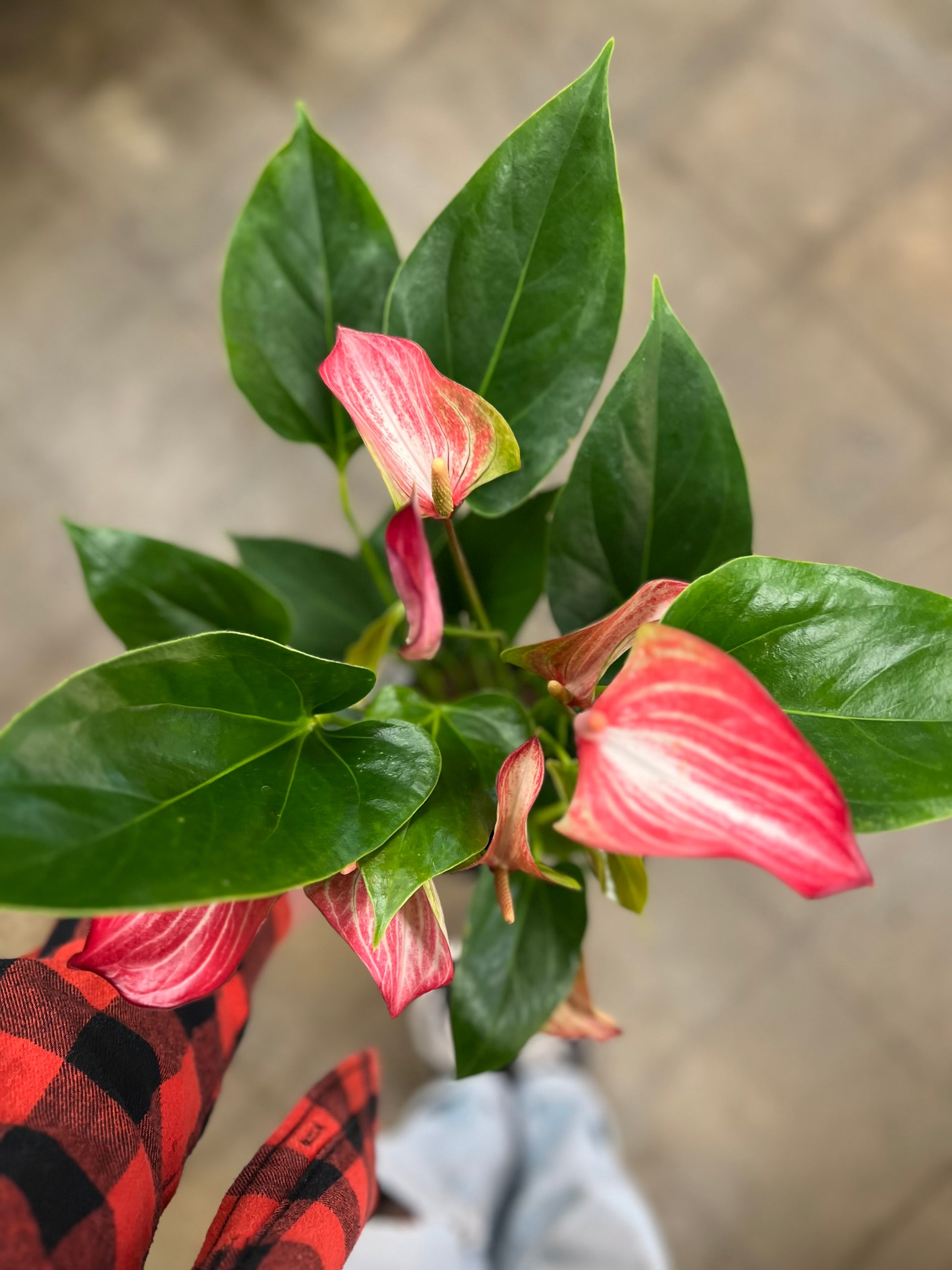 anthurium andreanum nombre comun Anthurium Andreanum