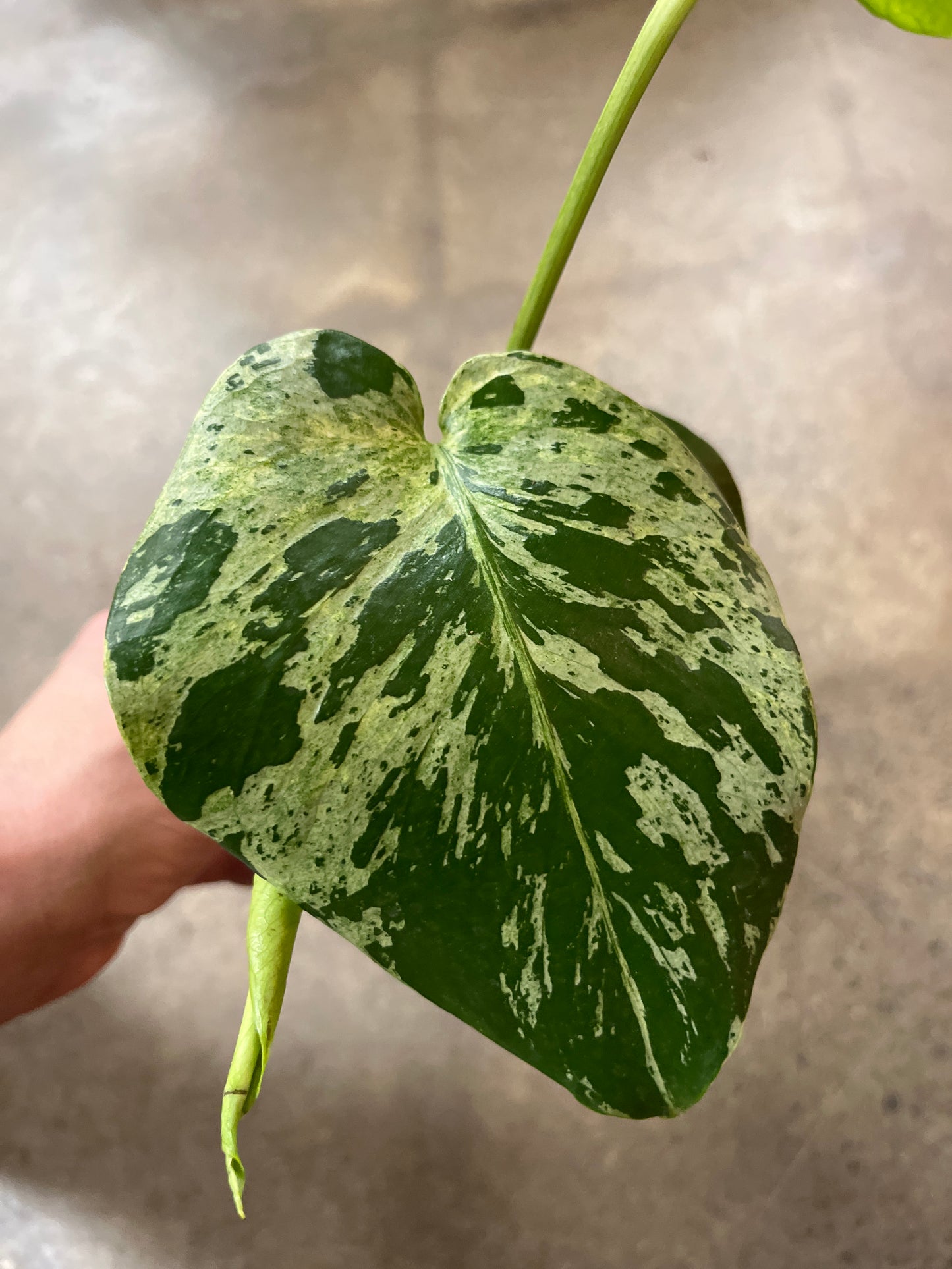 Monstera Bulbasaur