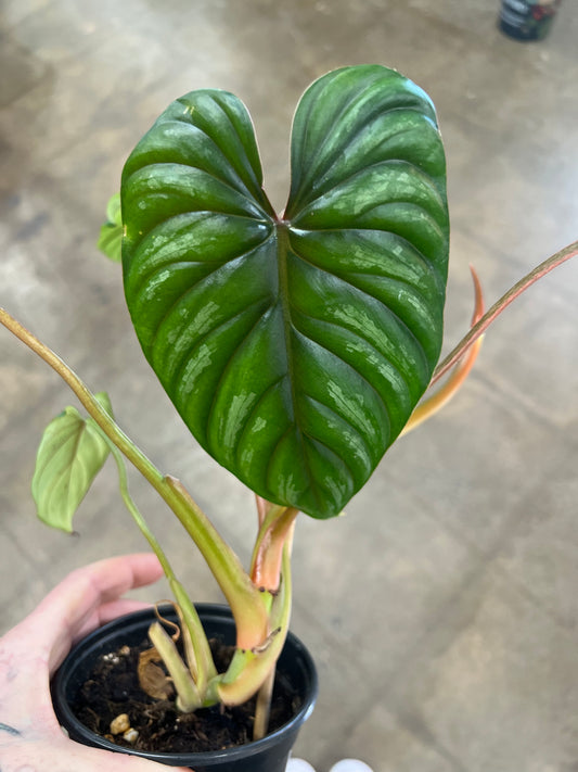 Philodendron Pastazanum Silver / Tuteur