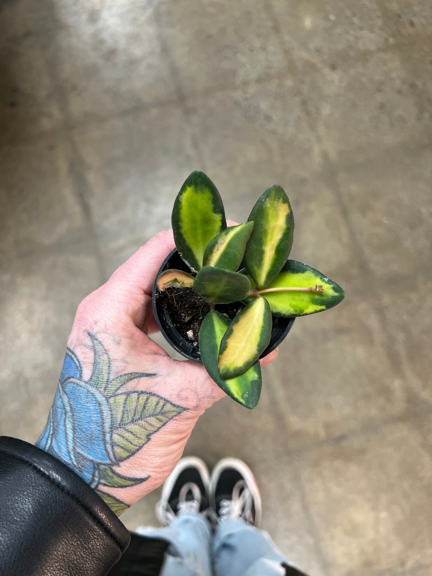 Hoya Burtoniae Variegated