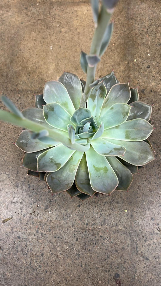 Echeveria Costa
