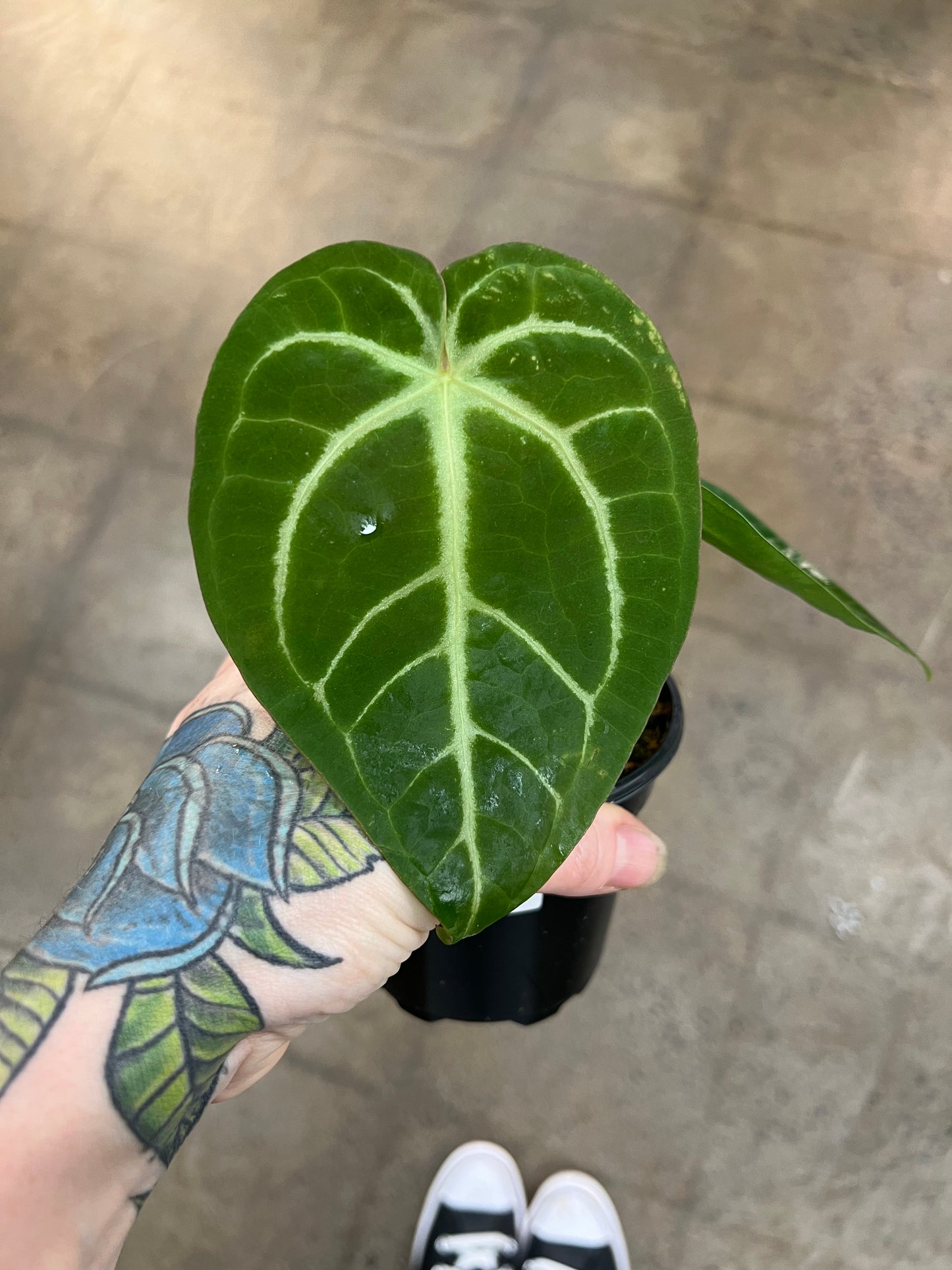 Anthurium Magnificum