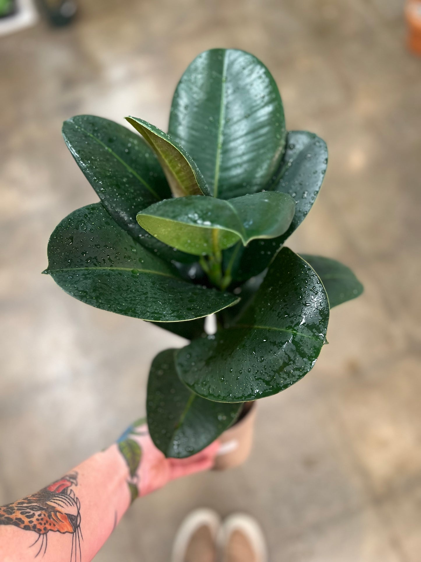 Ficus Elastica Chloé