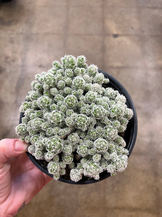 Mammillaria Gracilis Fragilis