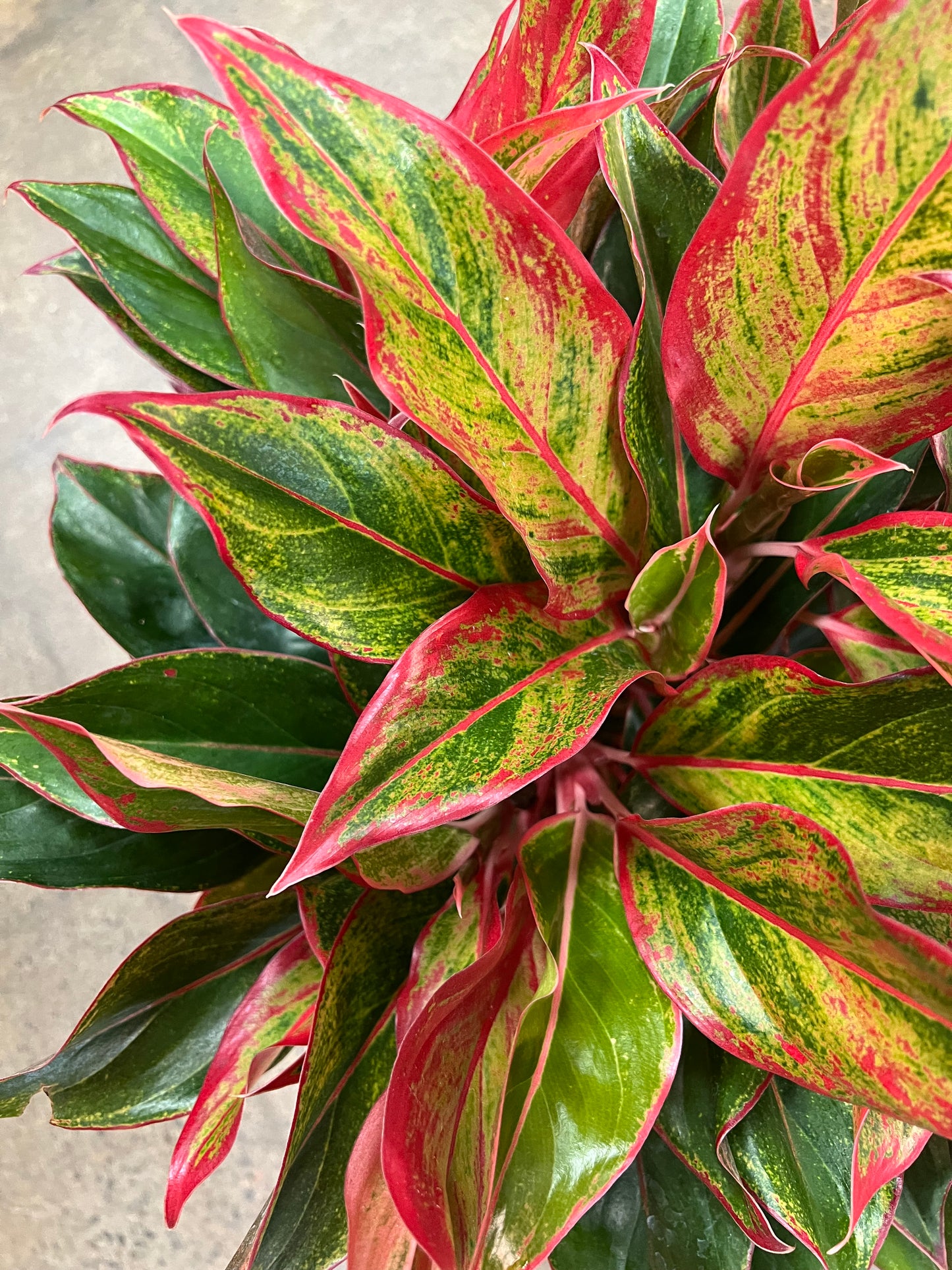 Aglaonema Red Siam