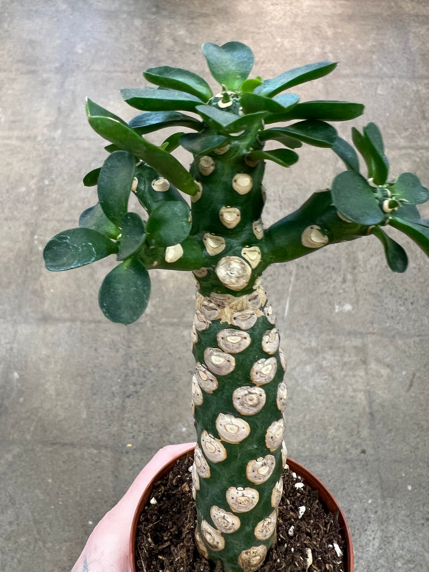 Euphorbia Royleana Bois