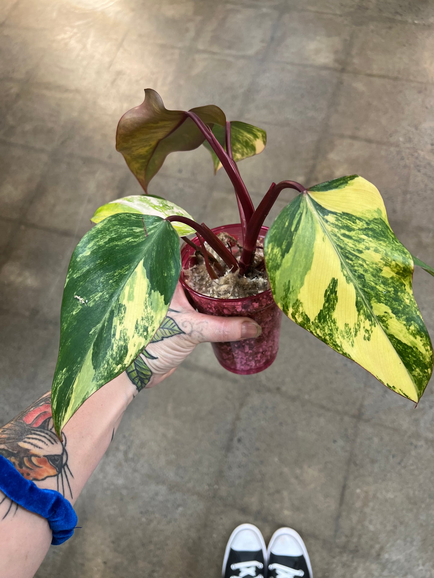 Philodendron Strawberry Shake