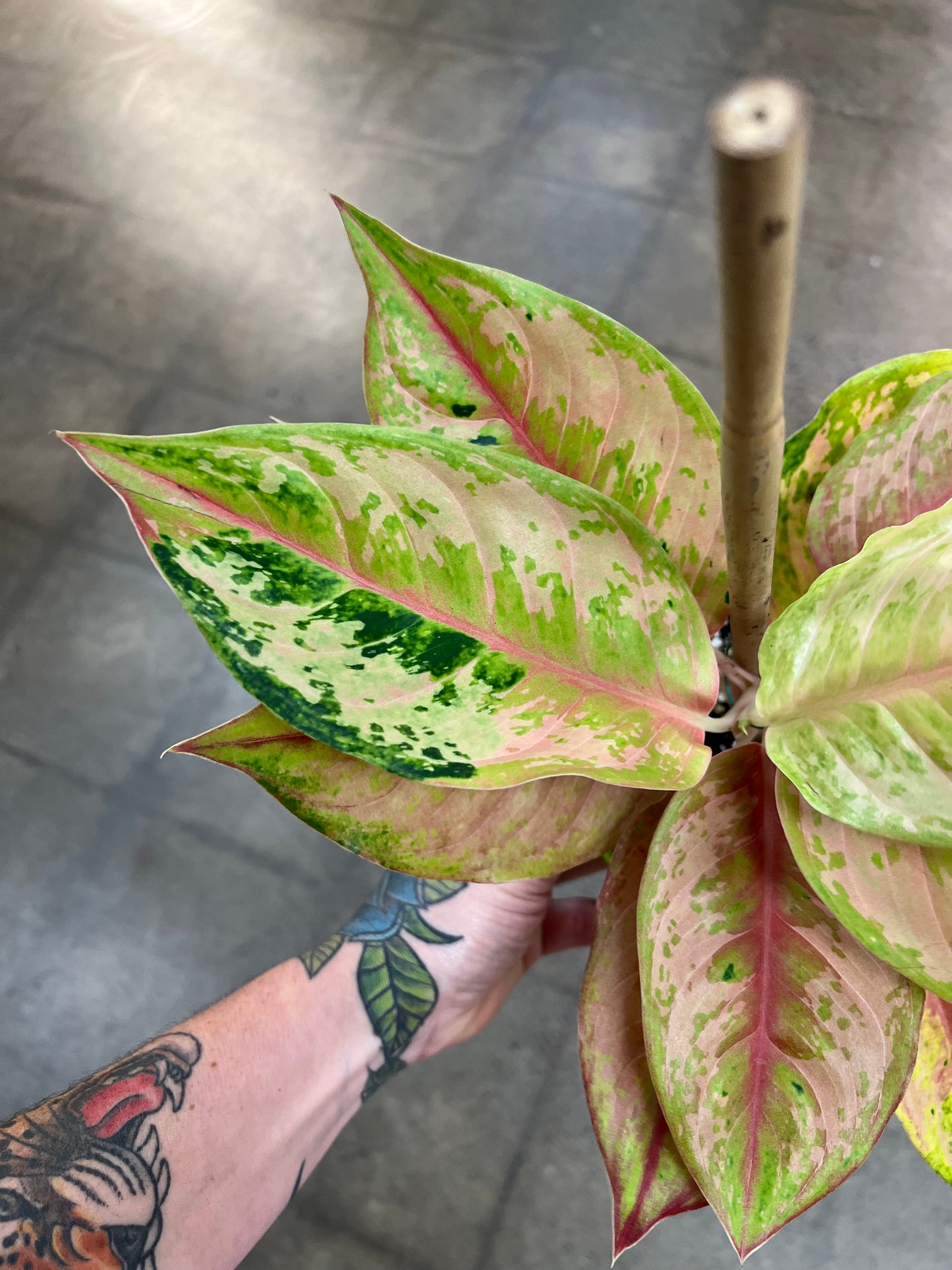 Aglaonema Prakhaiphet