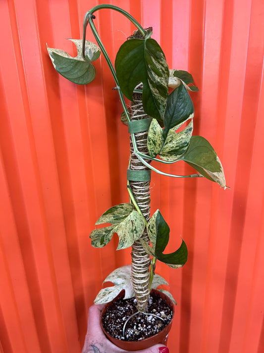 Epipremnum Pinnatum Marble