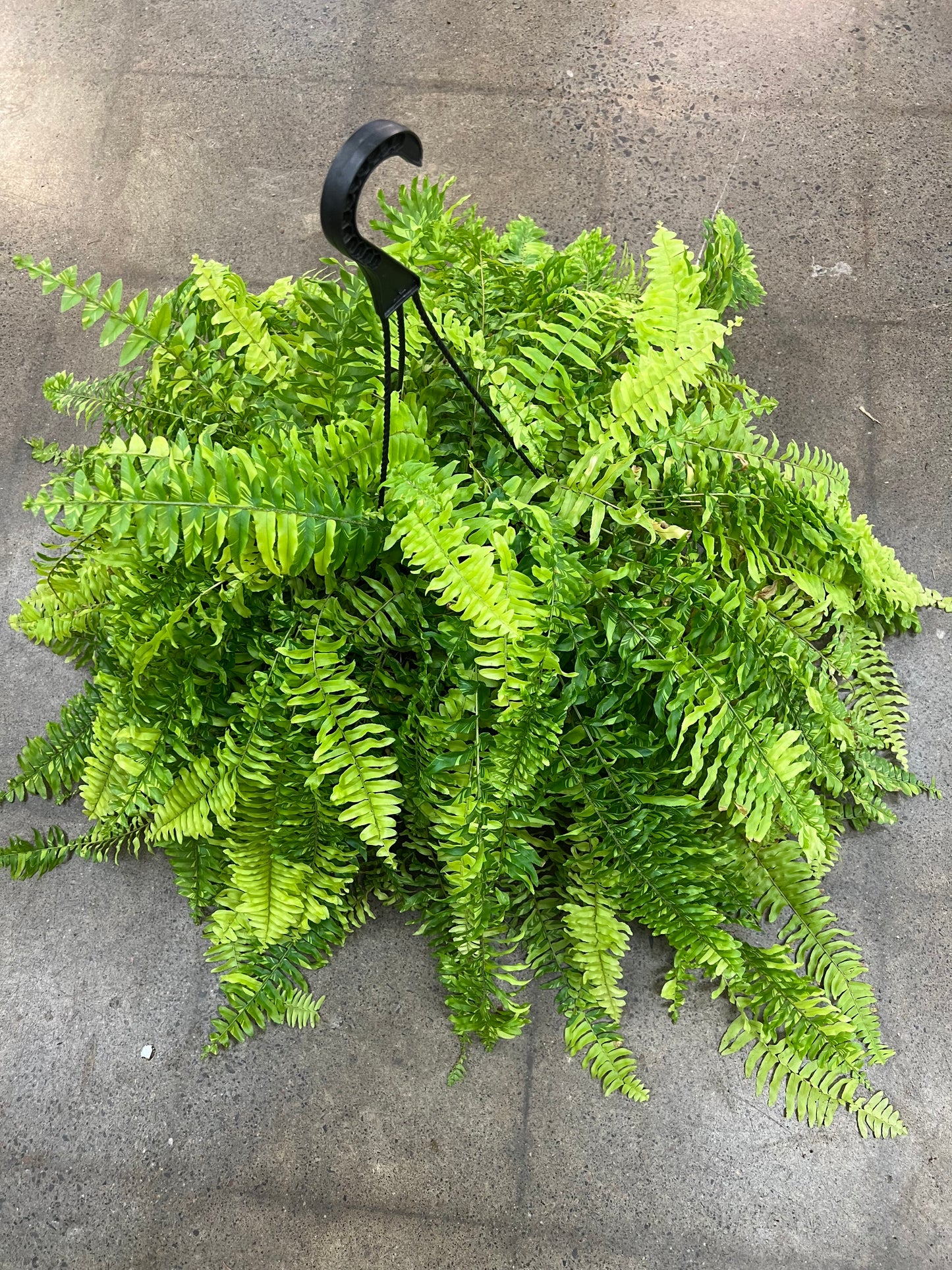 Fern Tiger