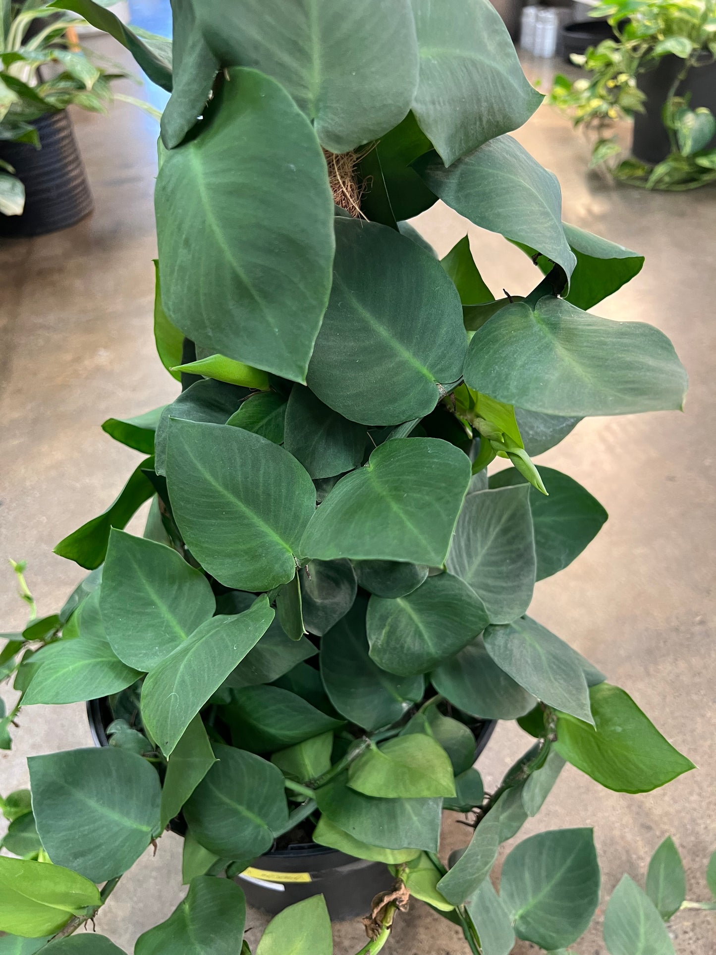 Rhaphidophora Korthalsii Totem