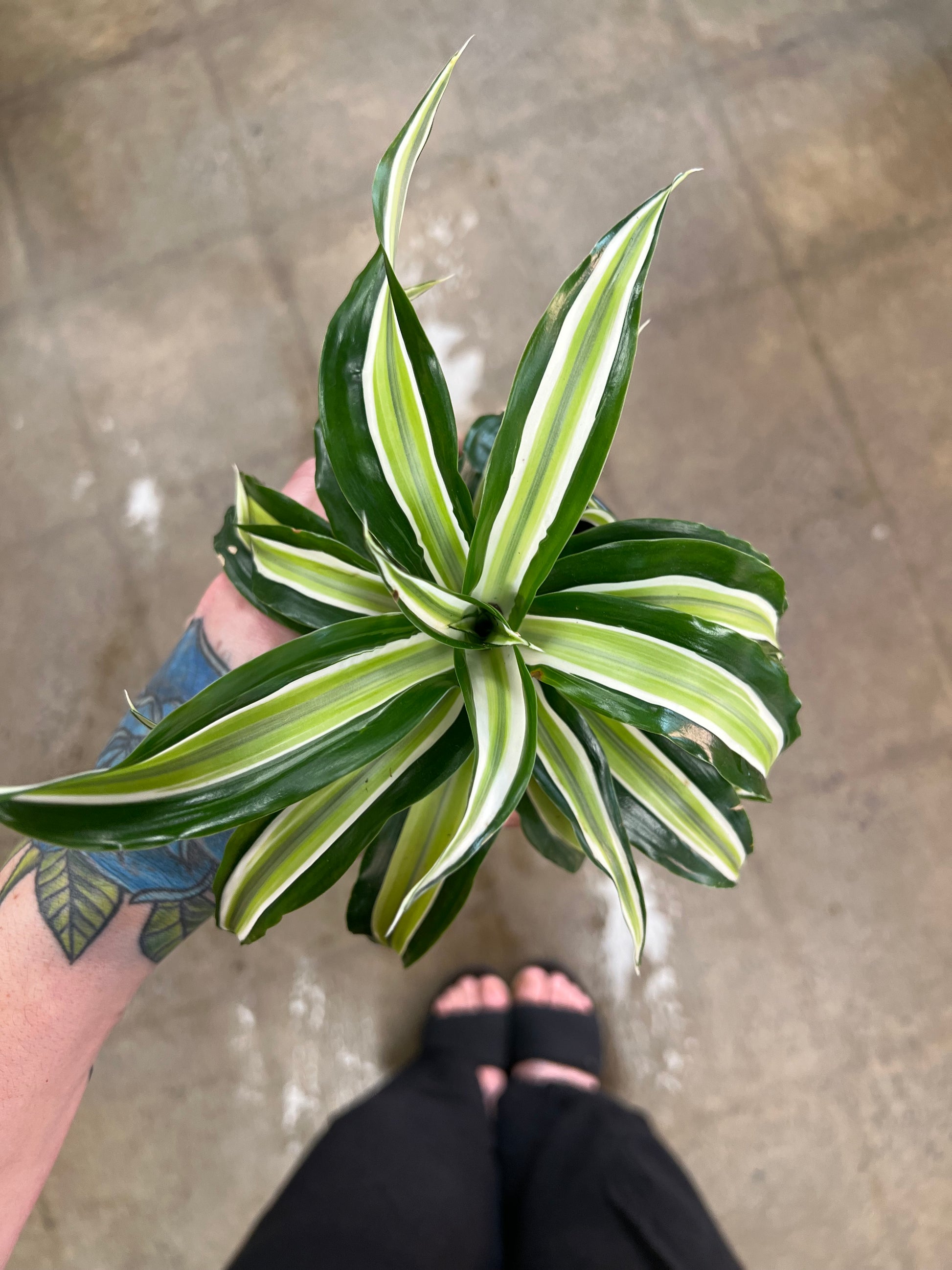 dracaena malaika dragon Dracaena Malaika Lime
