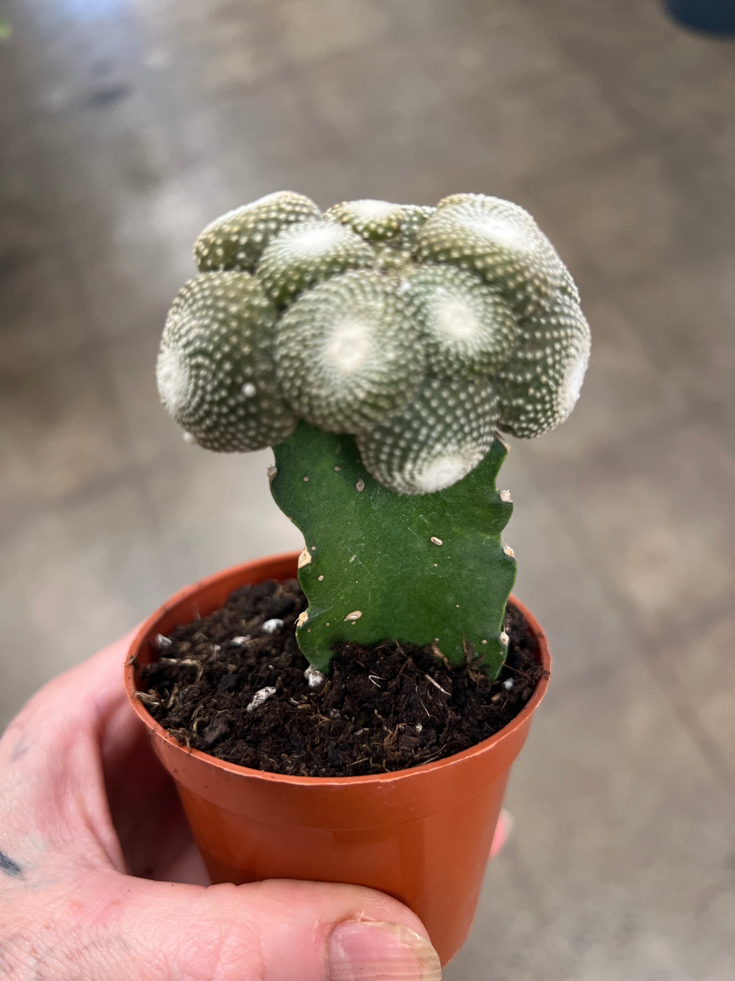 Cactus Greffé