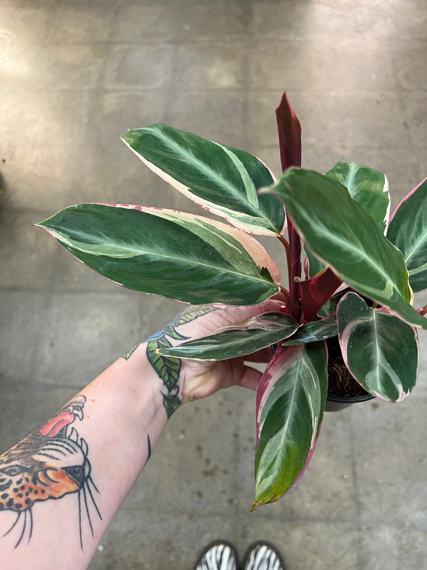 Stromanthe Triostar