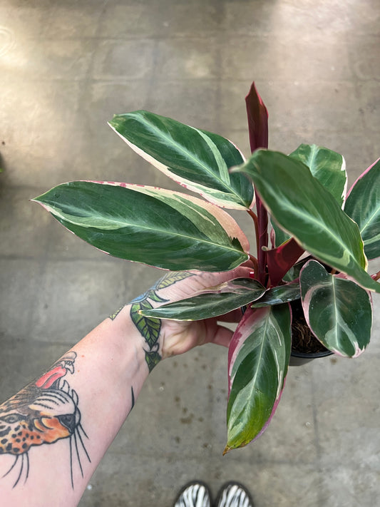 Stromanthe Triostar