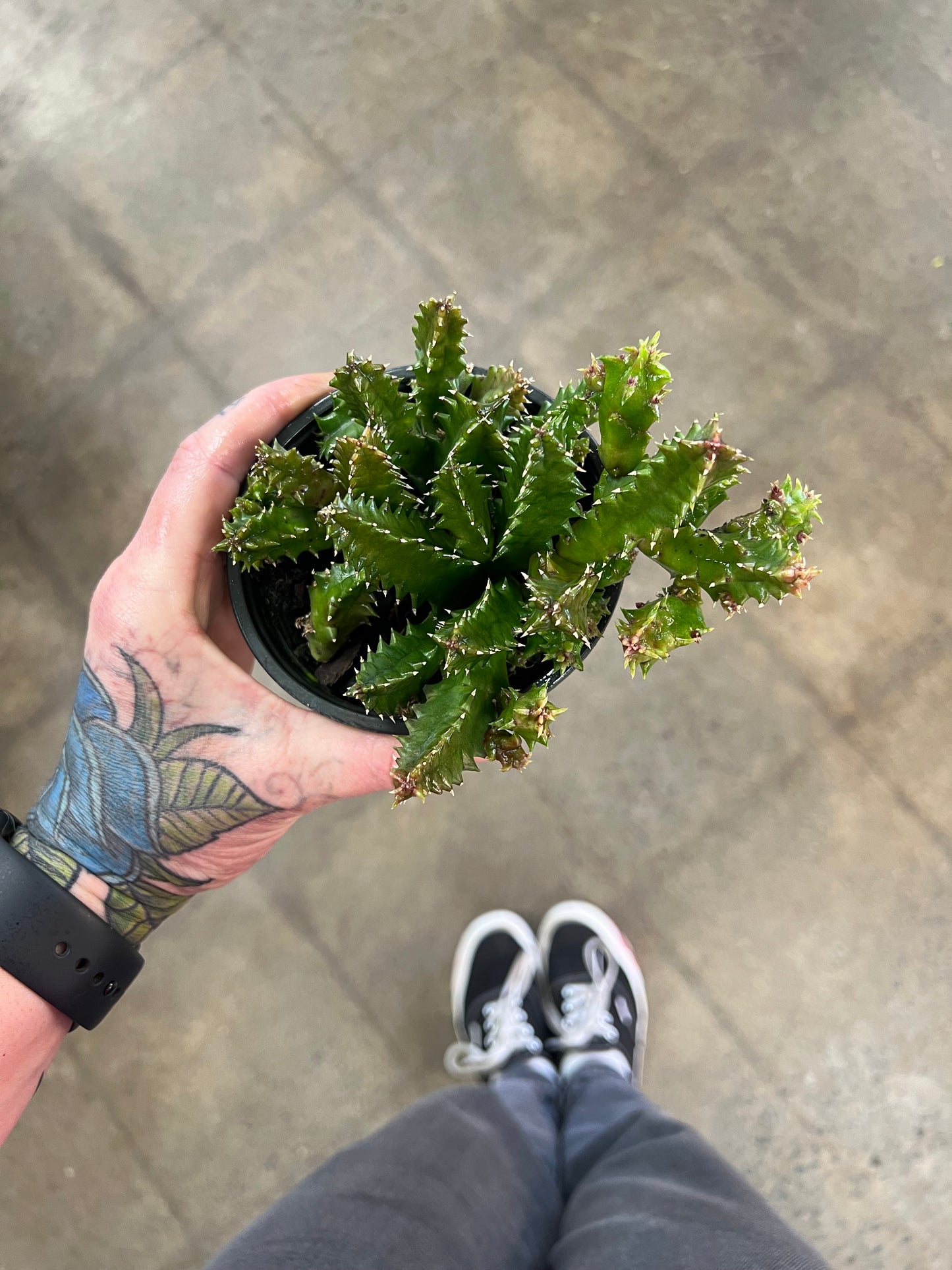 Huernia Zebrina