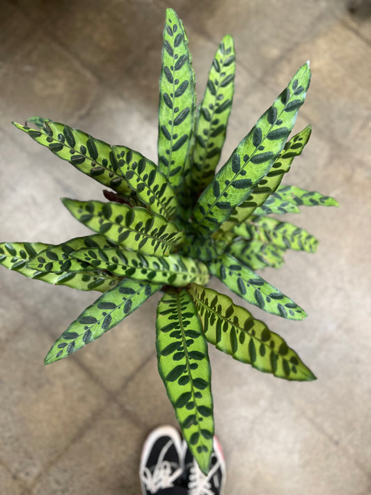 Calathea Lancifolia