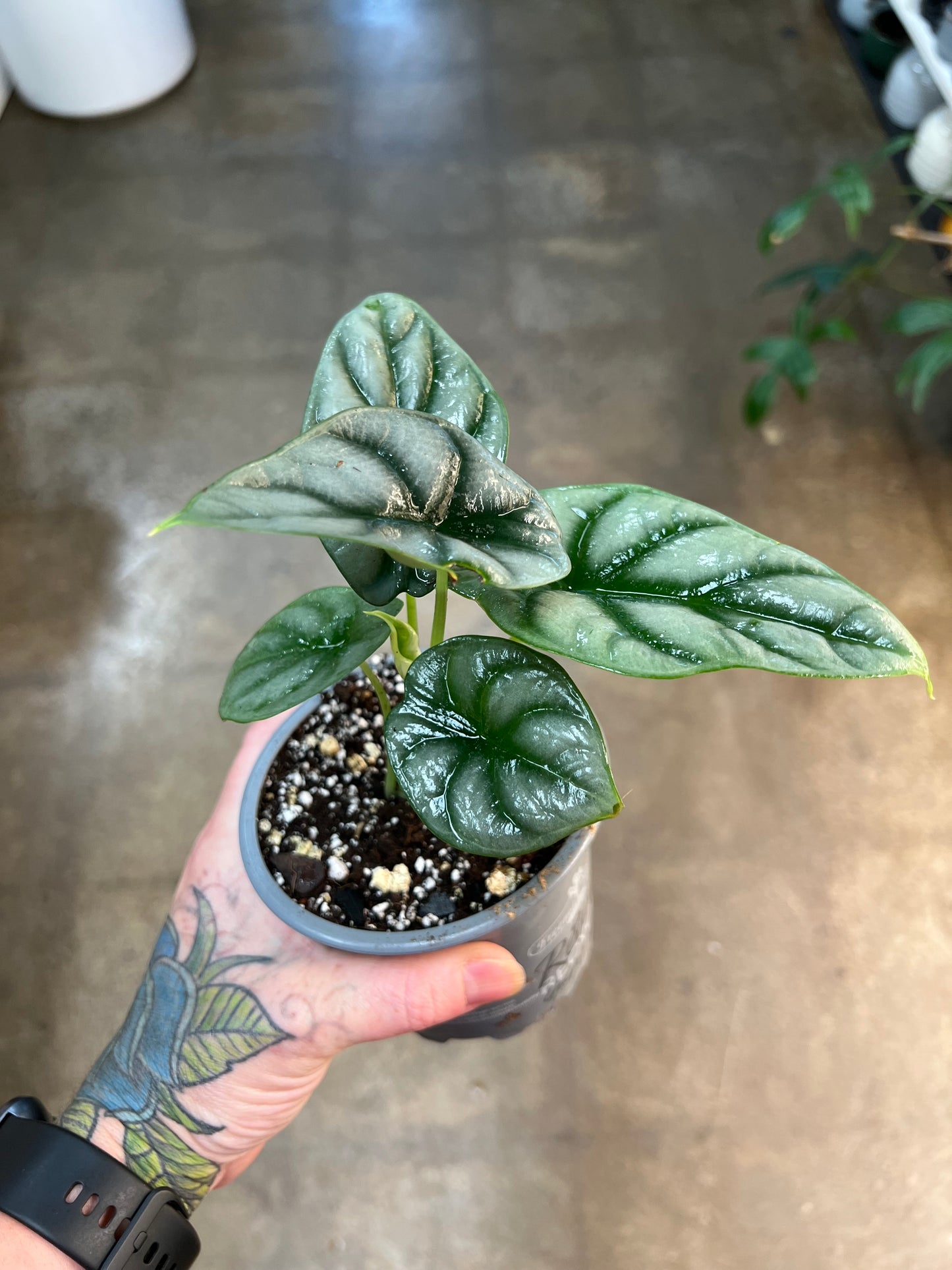 Alocasia Silver Dragon