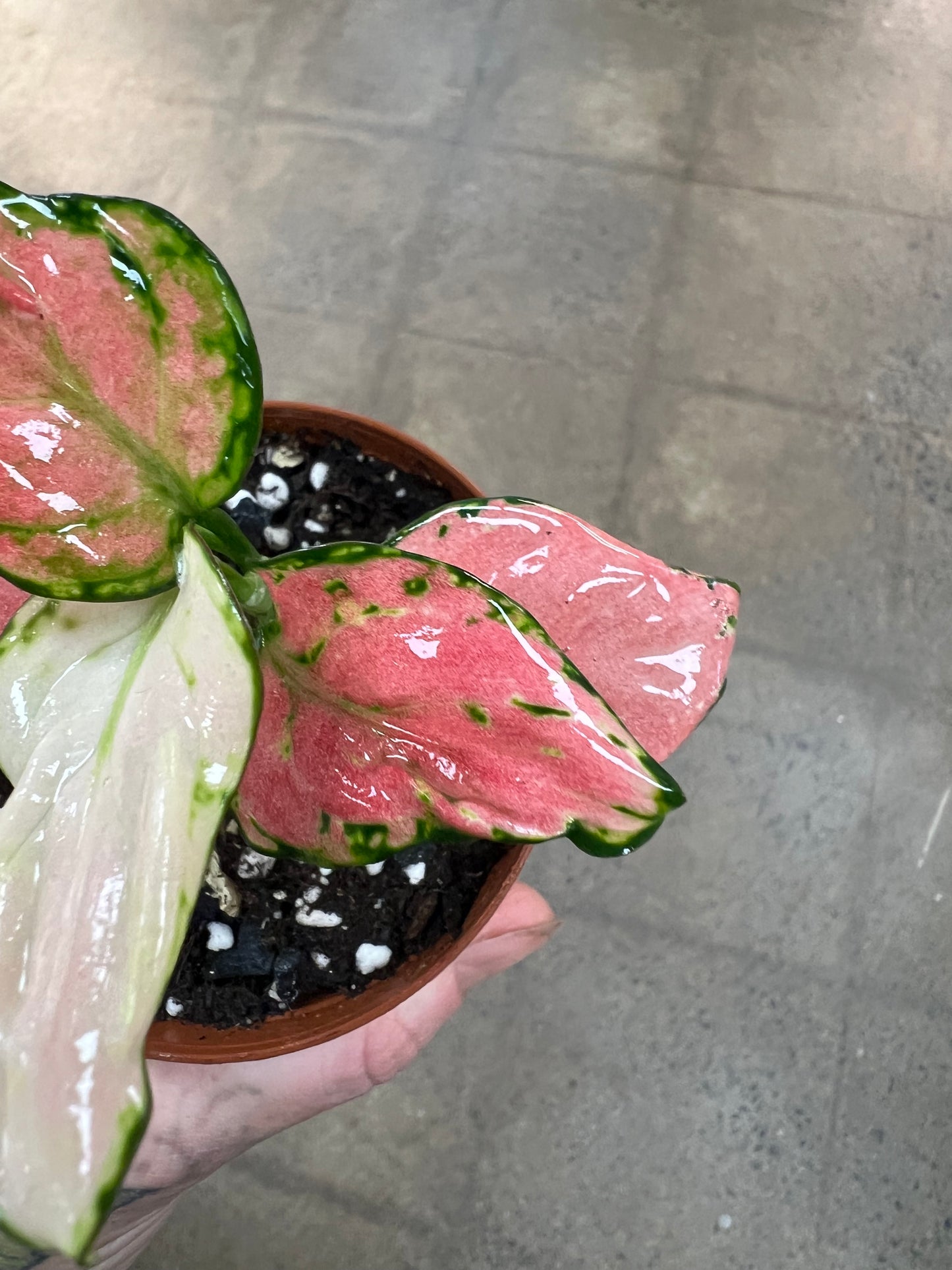 Aglaonema Rose