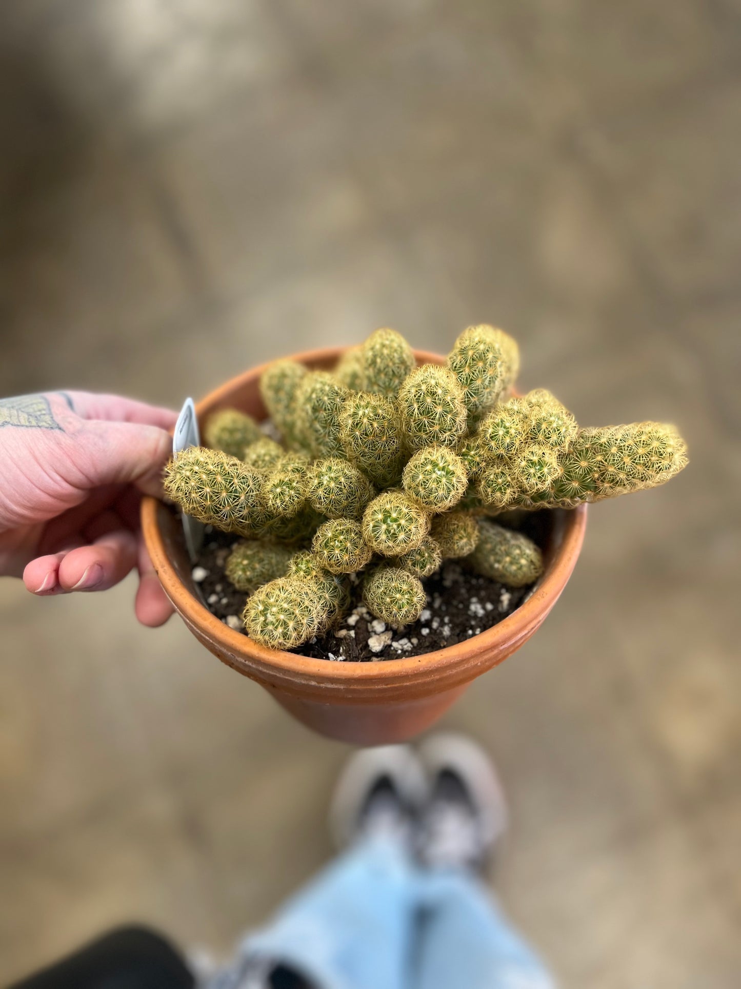 Cactus grès