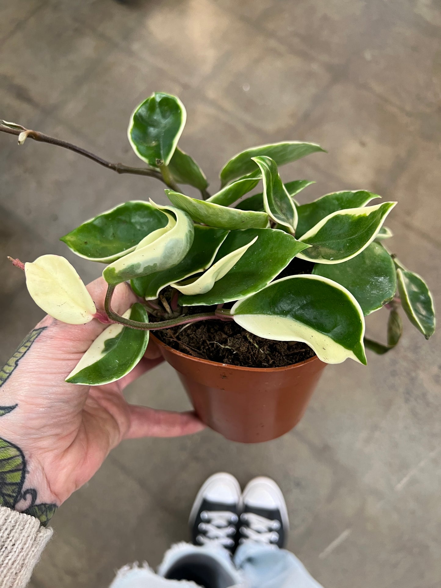 Hoya Krimson Queen