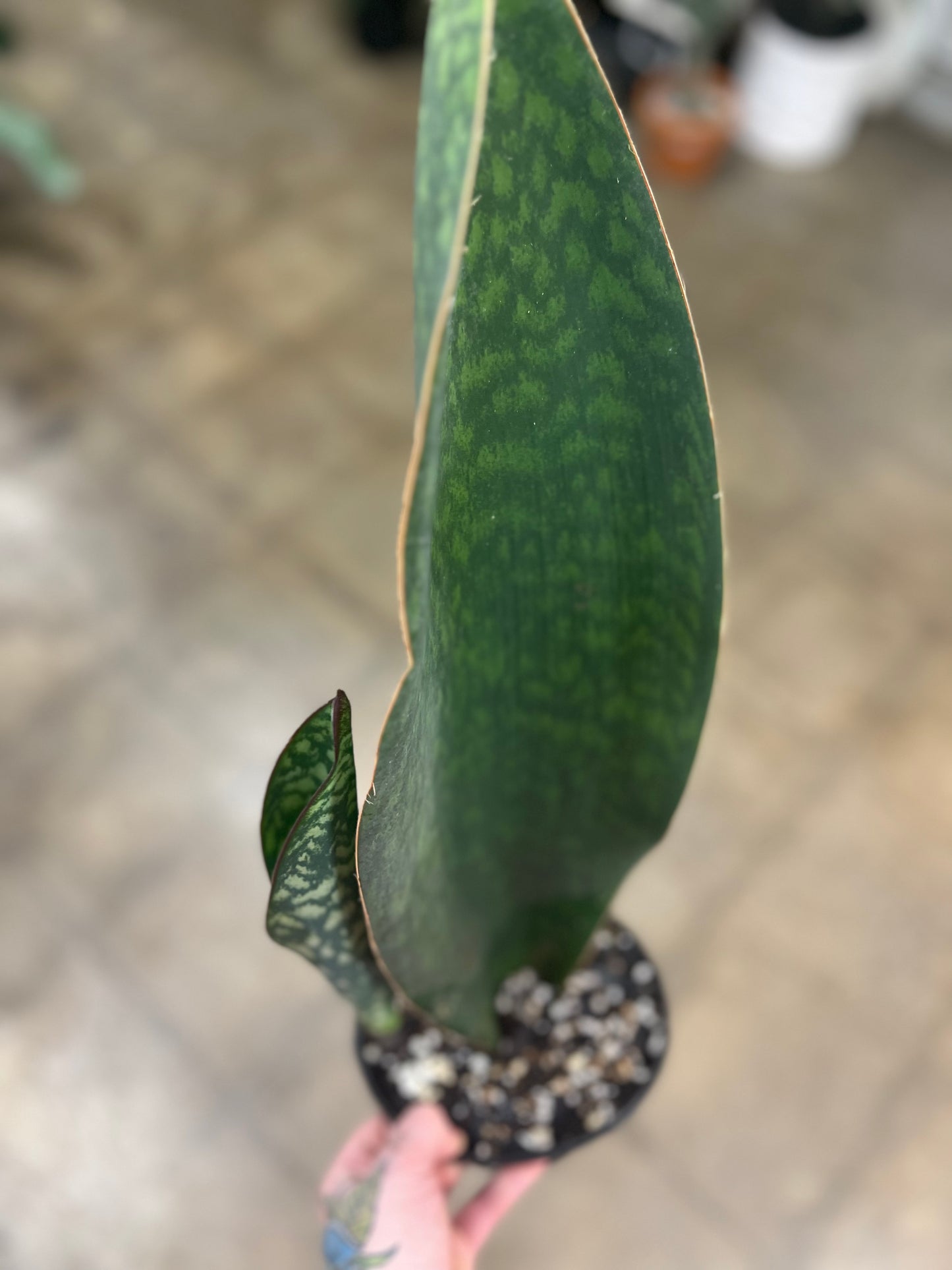 Sansevieria Whale Fin