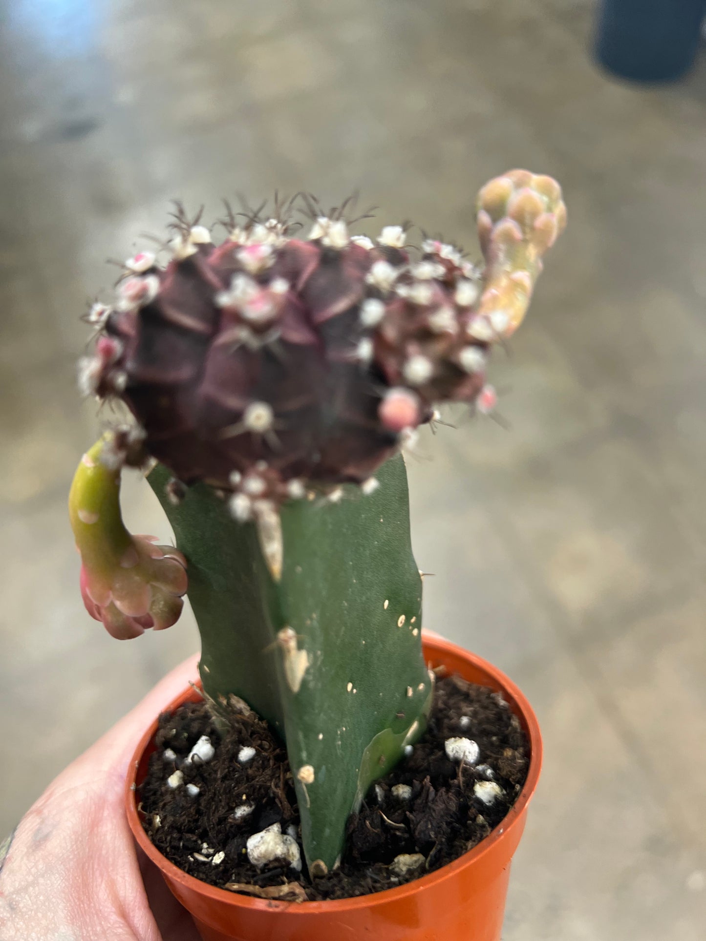 Cactus Greffé