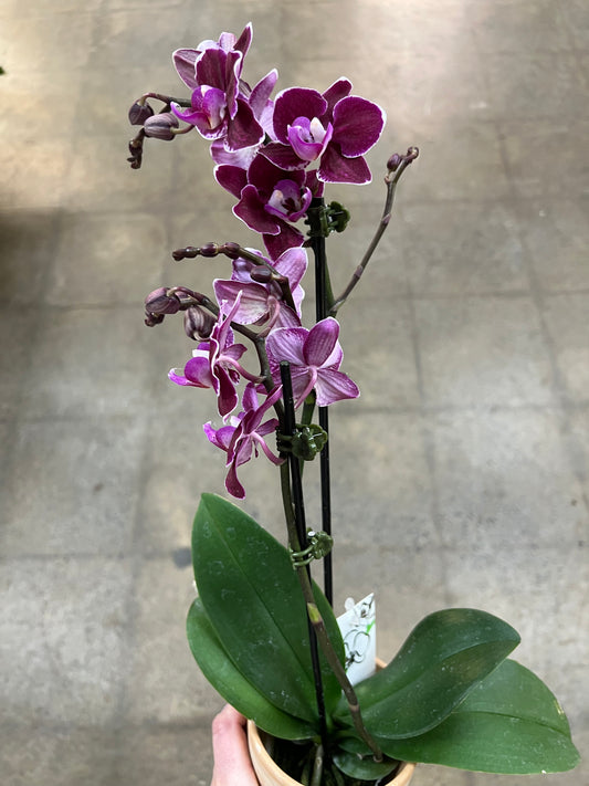 Orchidée avec cache pot en grès