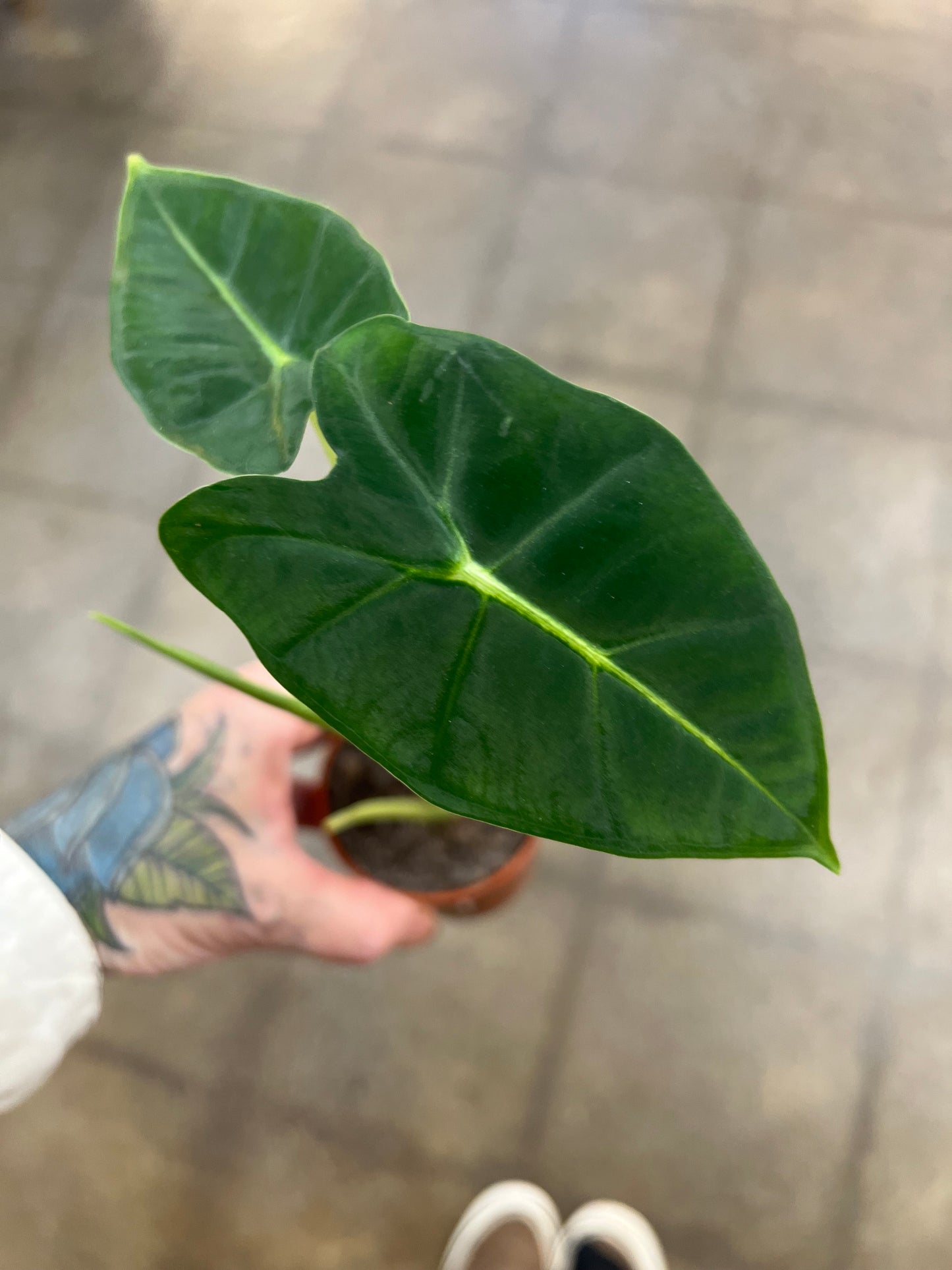 Alocasia Frydek