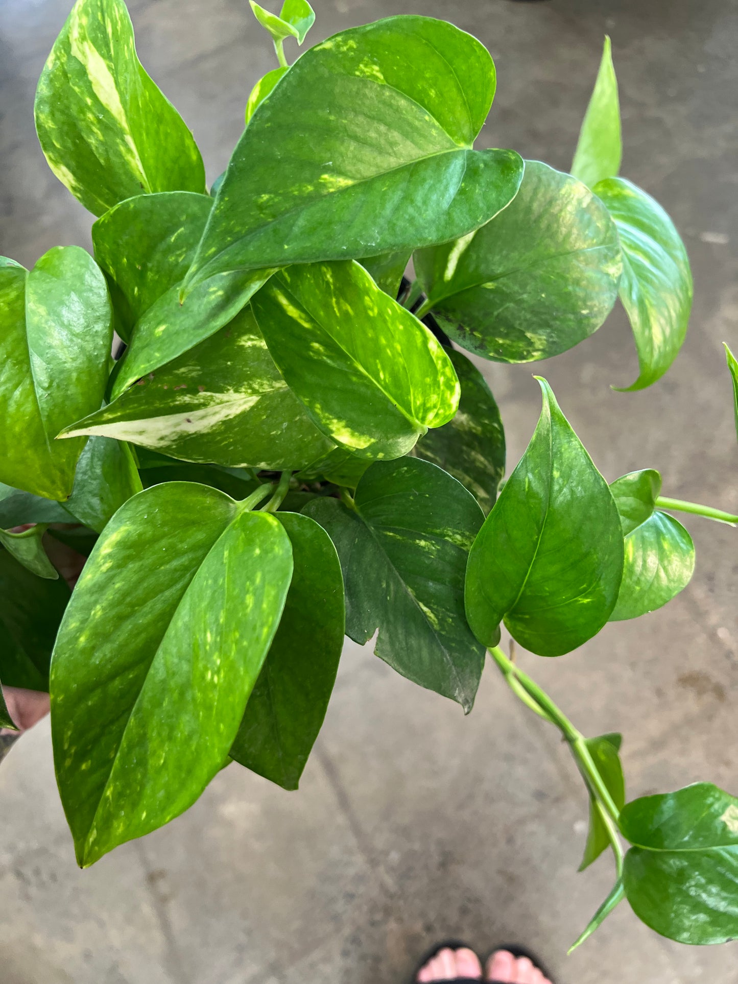 Pothos Doré