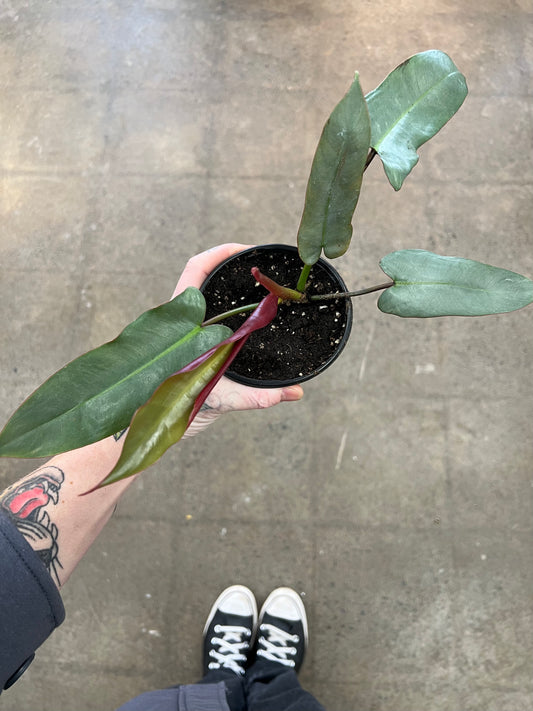 Philodendron Atabapoense