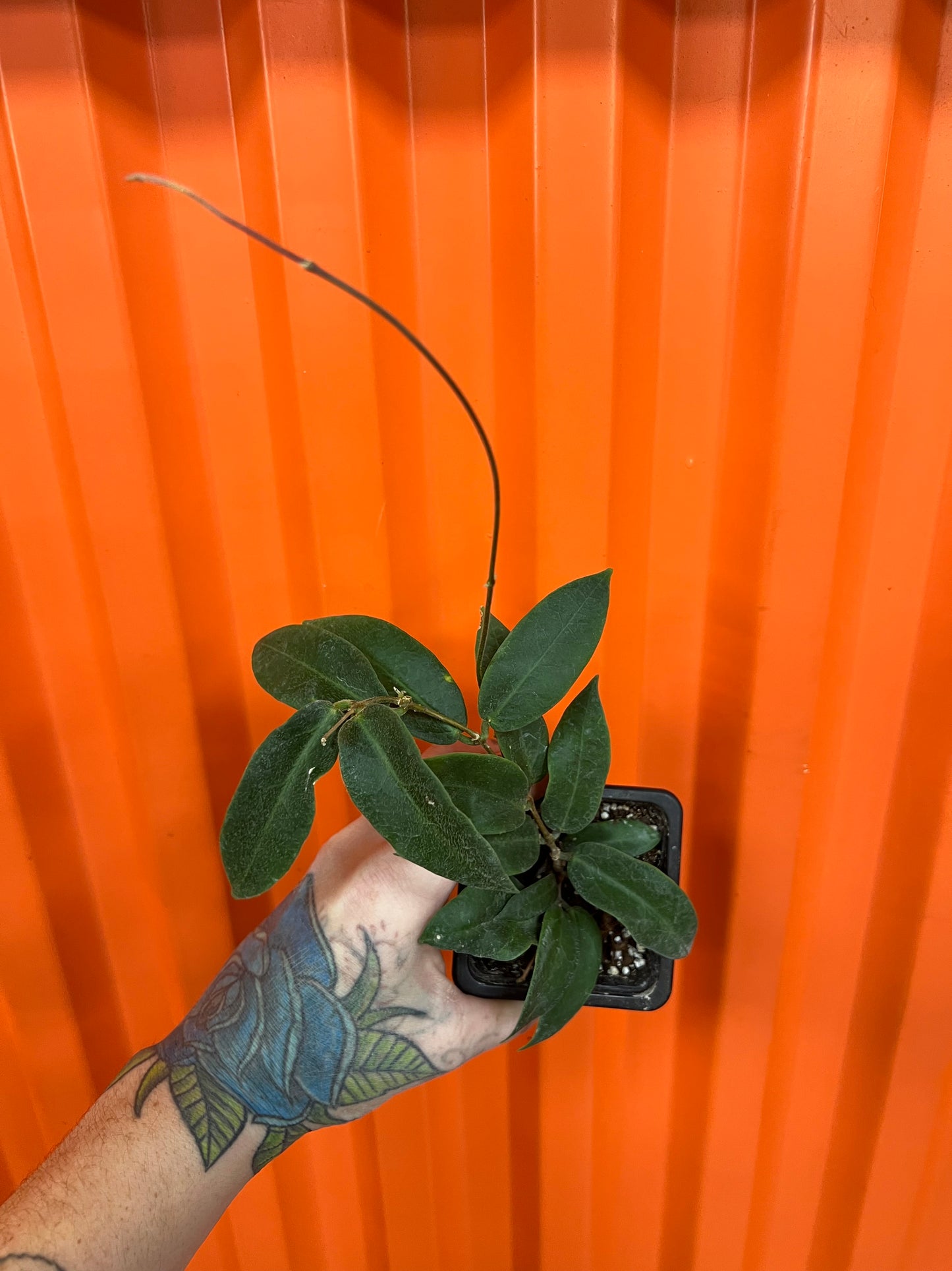 Hoya Patella Pink Flower – jungleroseinc