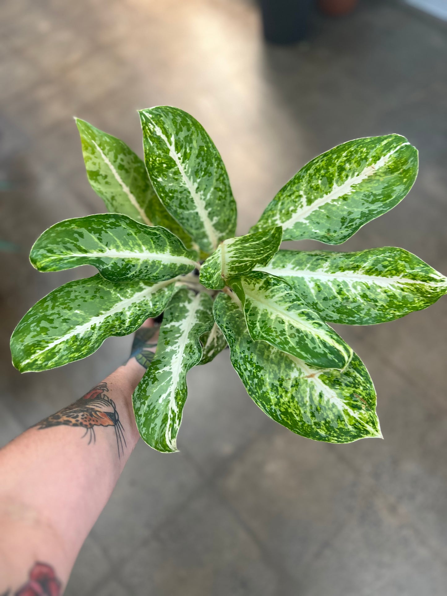 Aglaonema Milky Way