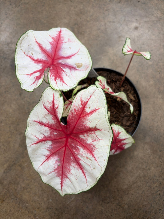 Caladium Fiesta