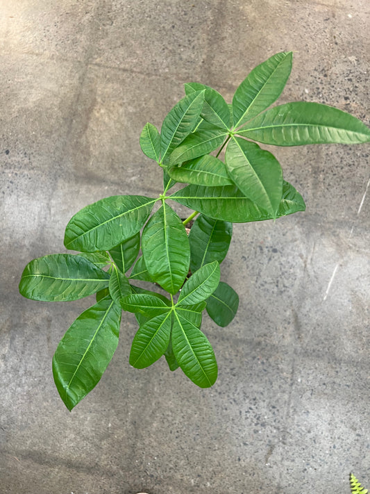 Pachira Aquatica Money tree Stump