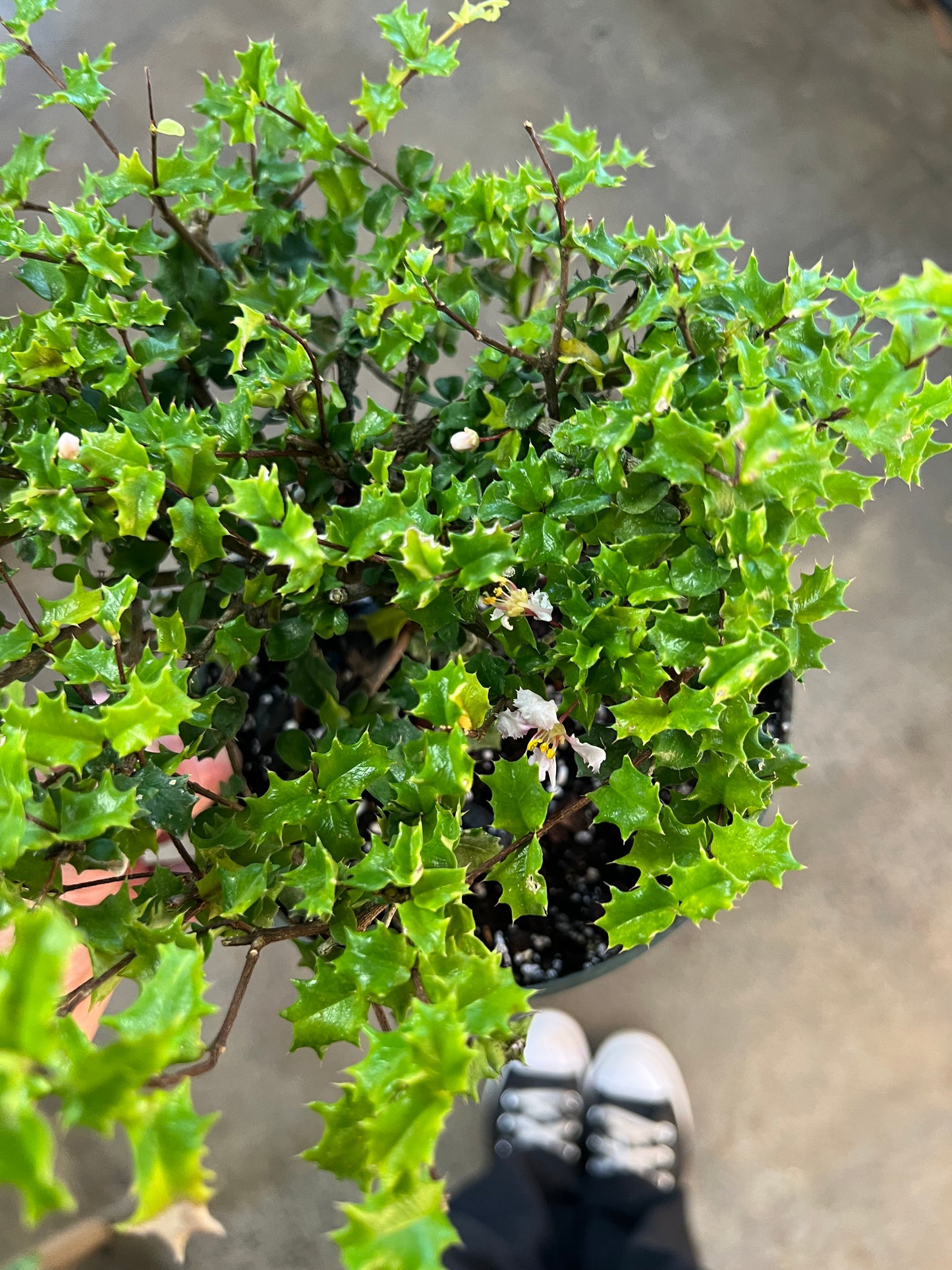 Bonsai Malpighia Coccigera